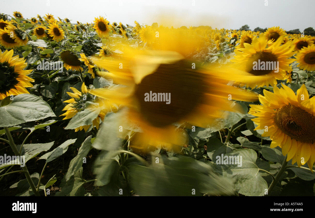 A field of Sunflowers in the village of Wick near Pershore
