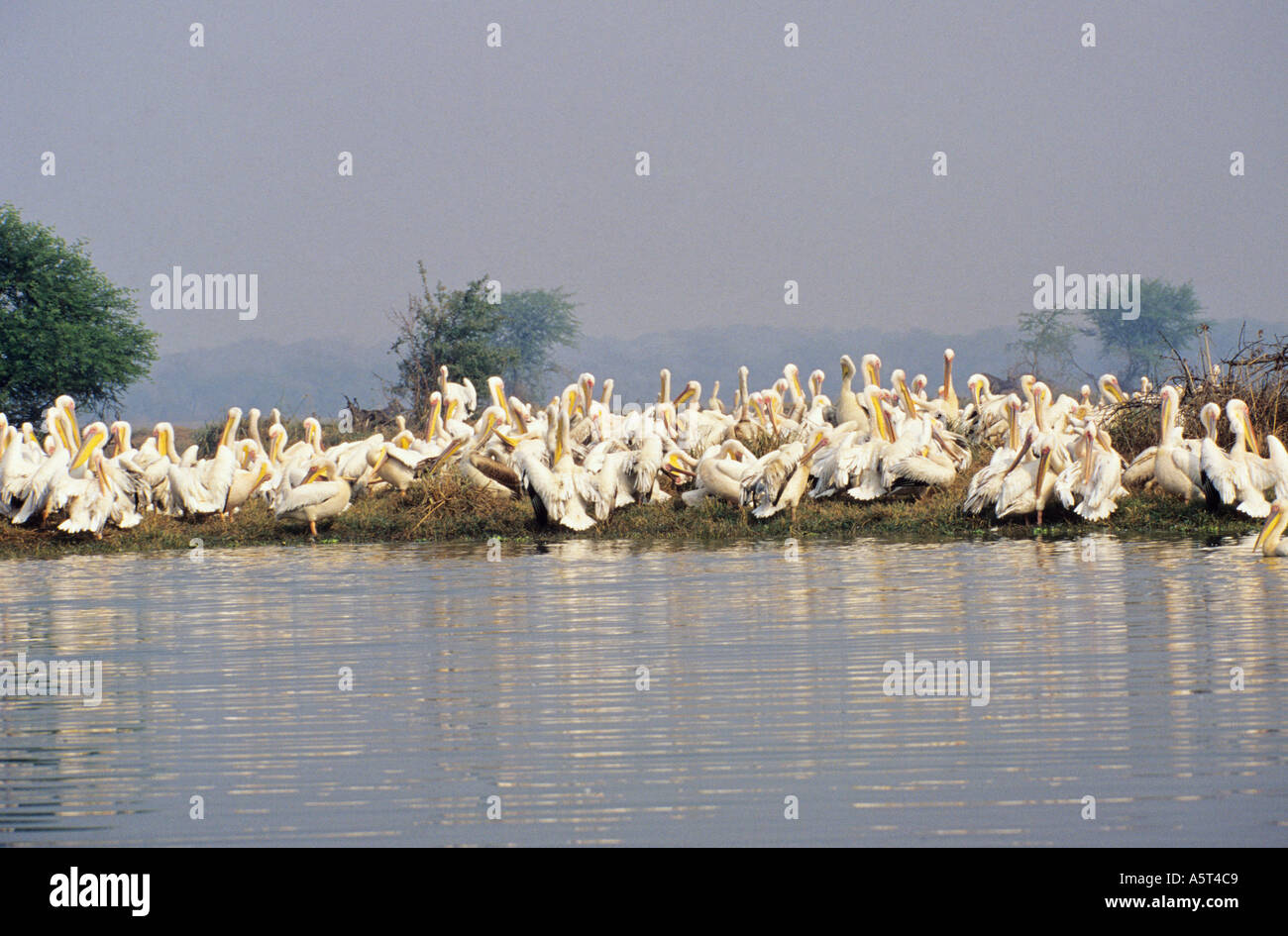 Great white pelican Pelecanus onocrotalus Keoladev National Park Bharatpur Rajasthan India Stock Photo
