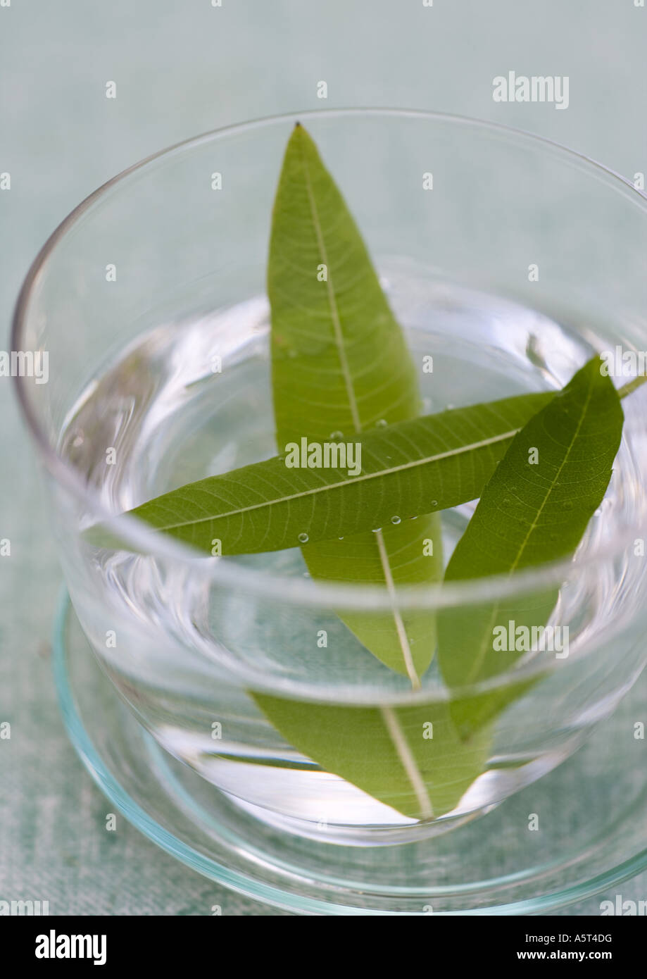 Lemon verbena leaves steeping in glass of water Stock Photo Alamy