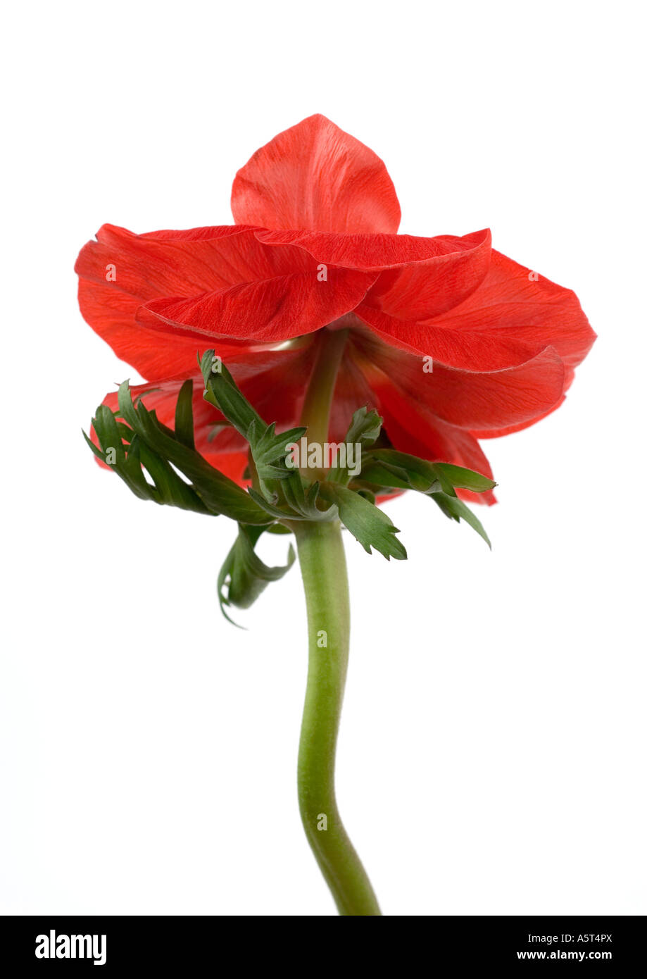 Anemone flower, close-up Stock Photo