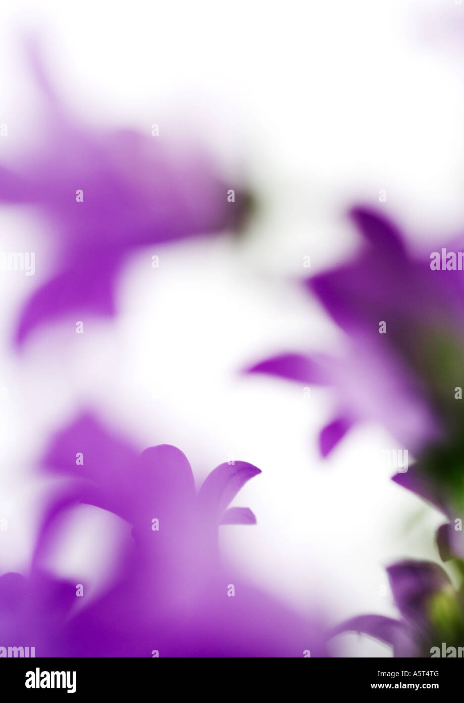 Purple flowers, defocused Stock Photo