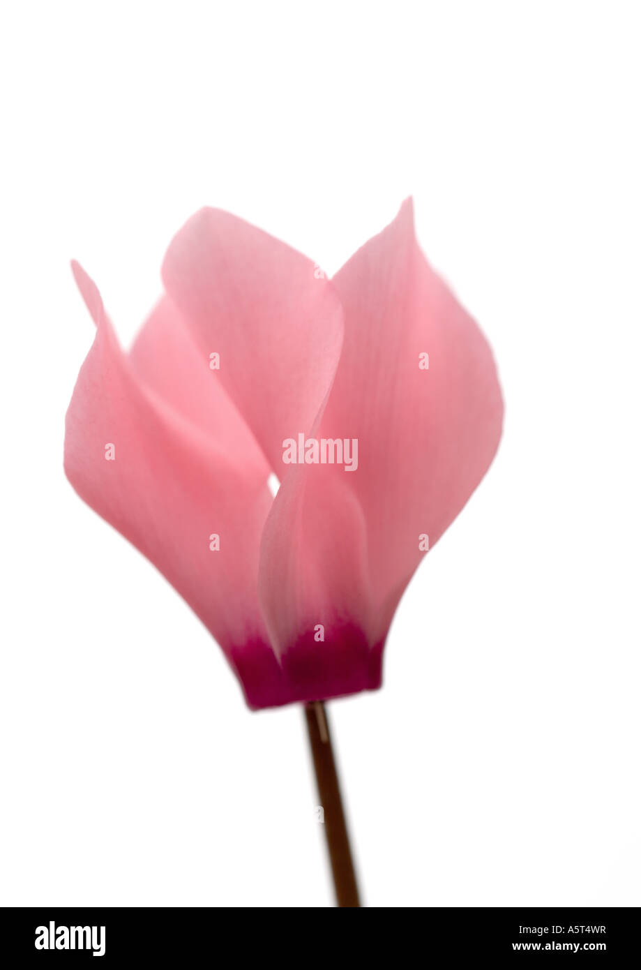 Pink cyclamen flower, close-up Stock Photo