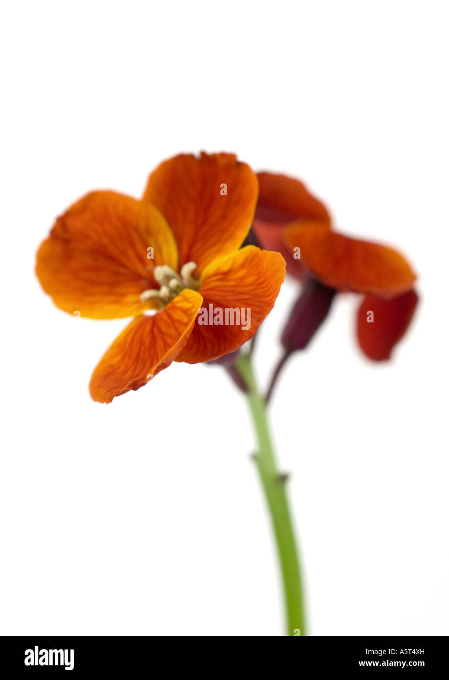 Orange wallflower, close-up Stock Photo