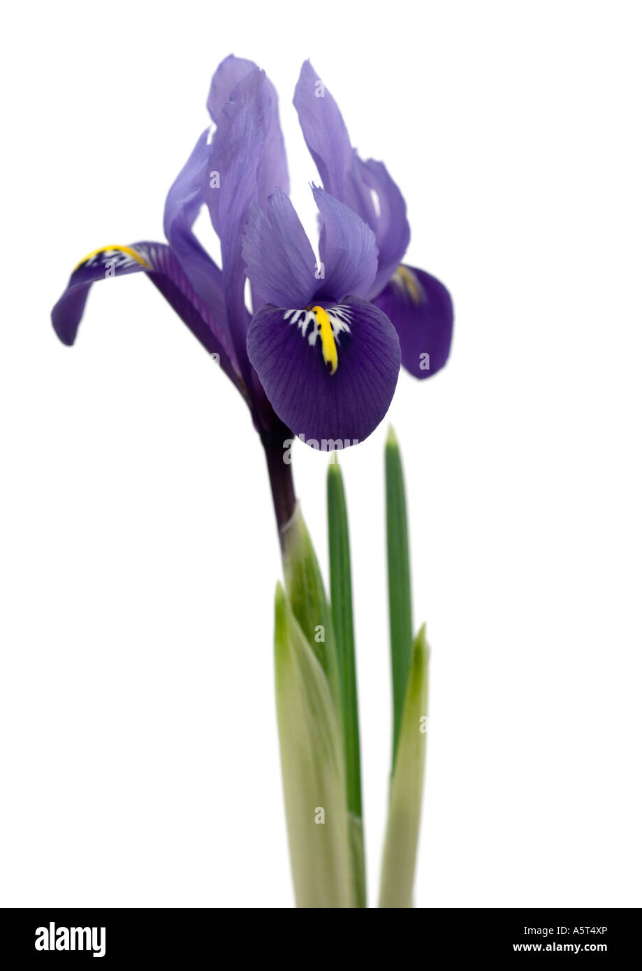 Purple iris, close-up Stock Photo