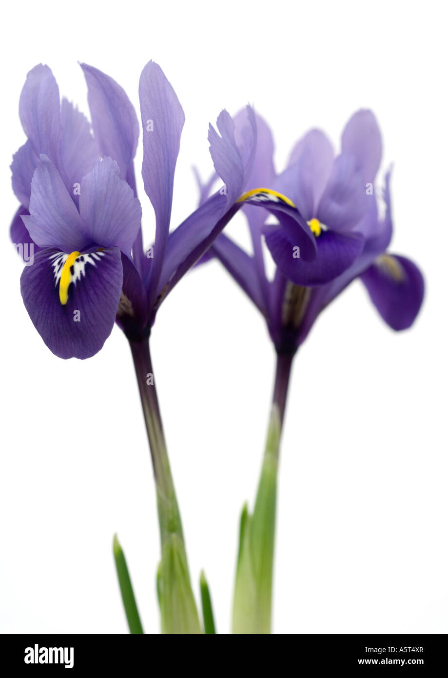 Purple iris, close-up Stock Photo