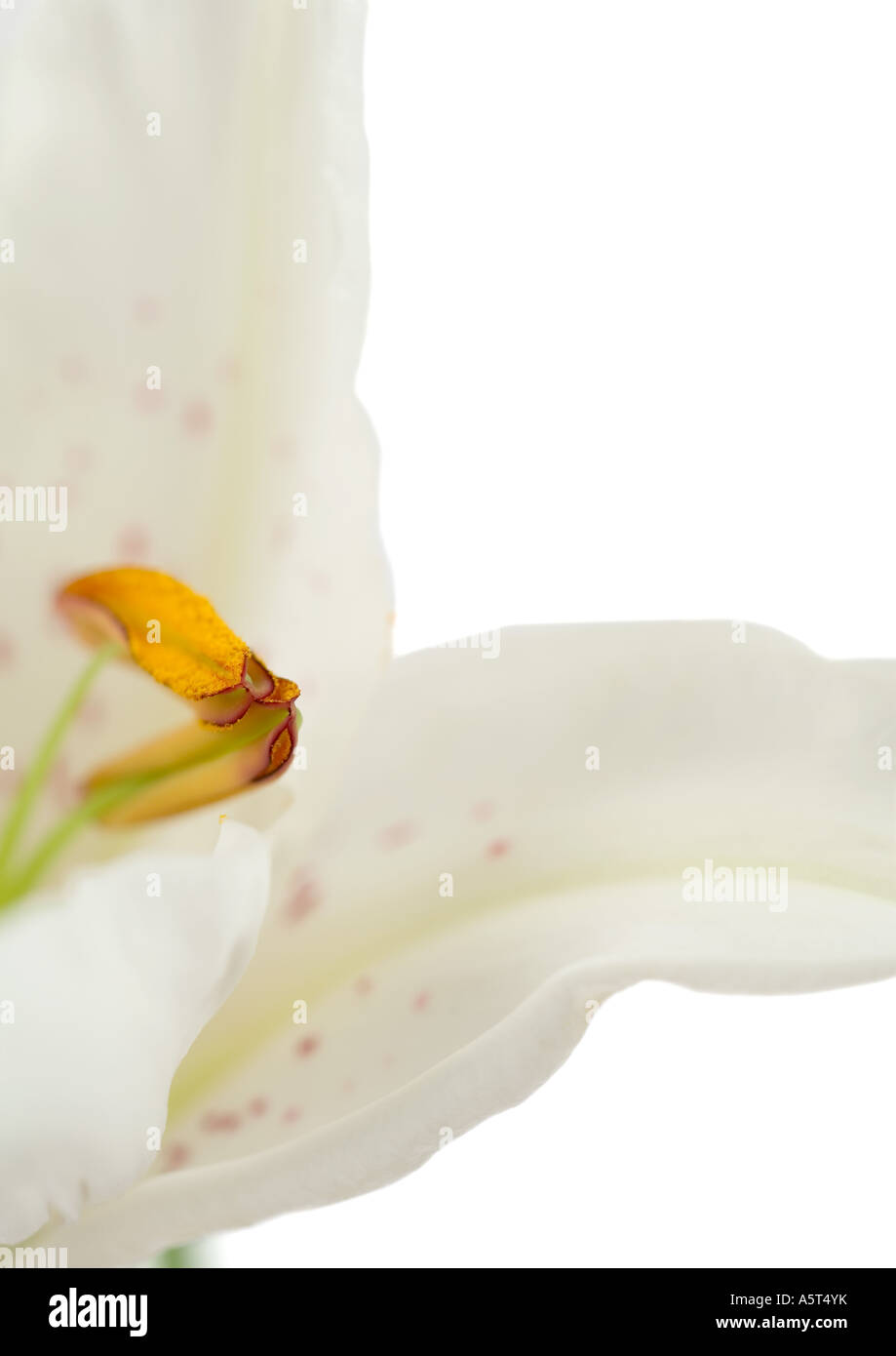 Lily, extreme close-up Stock Photo