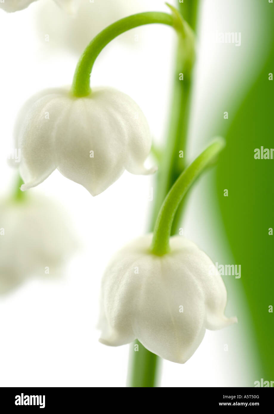 Lily of the valley, closeup Stock