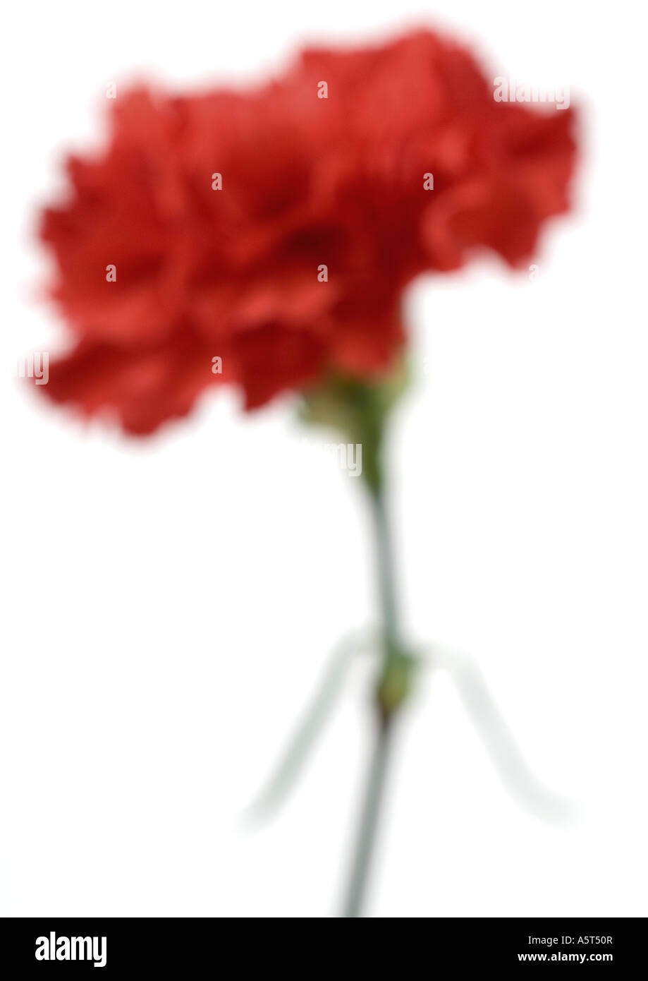 Red carnation, close-up, defocused Stock Photo
