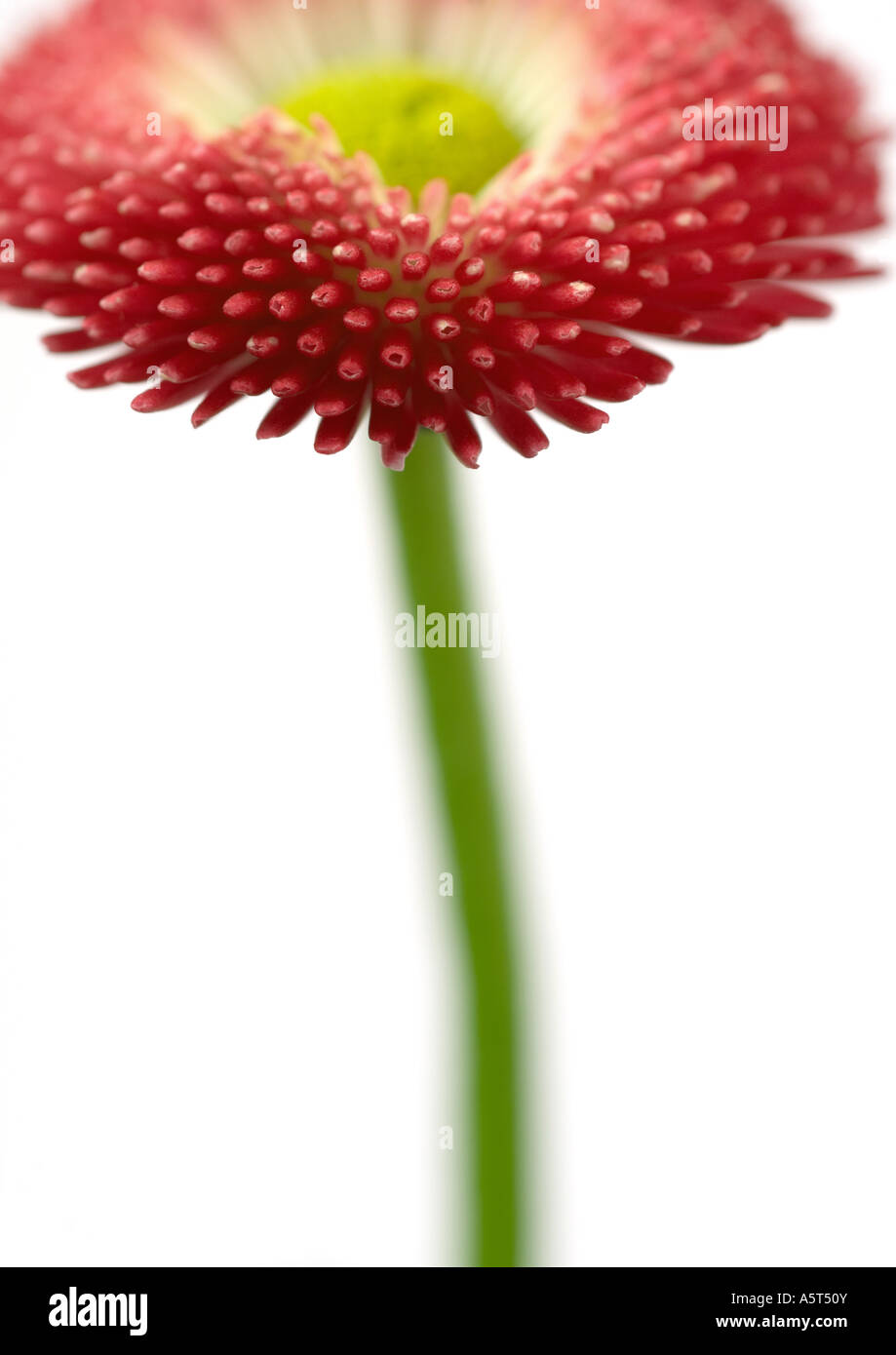 Pink daisy, close-up Stock Photo