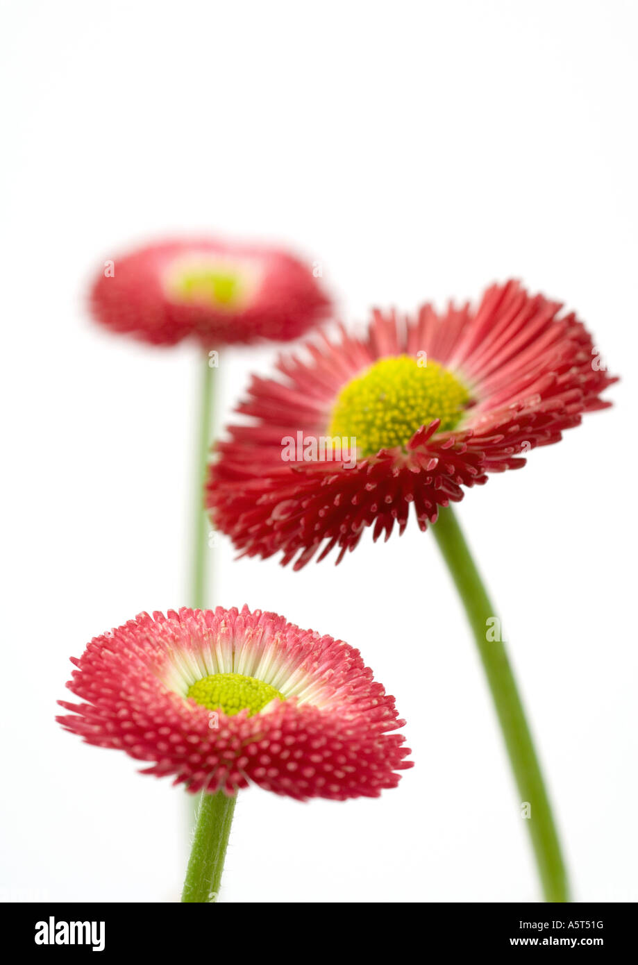 Pink daisies, close-up Stock Photo