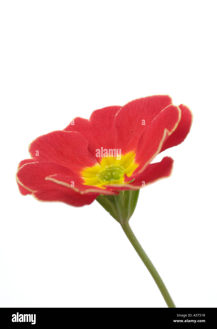 Red primrose flower, close-up Stock Photo