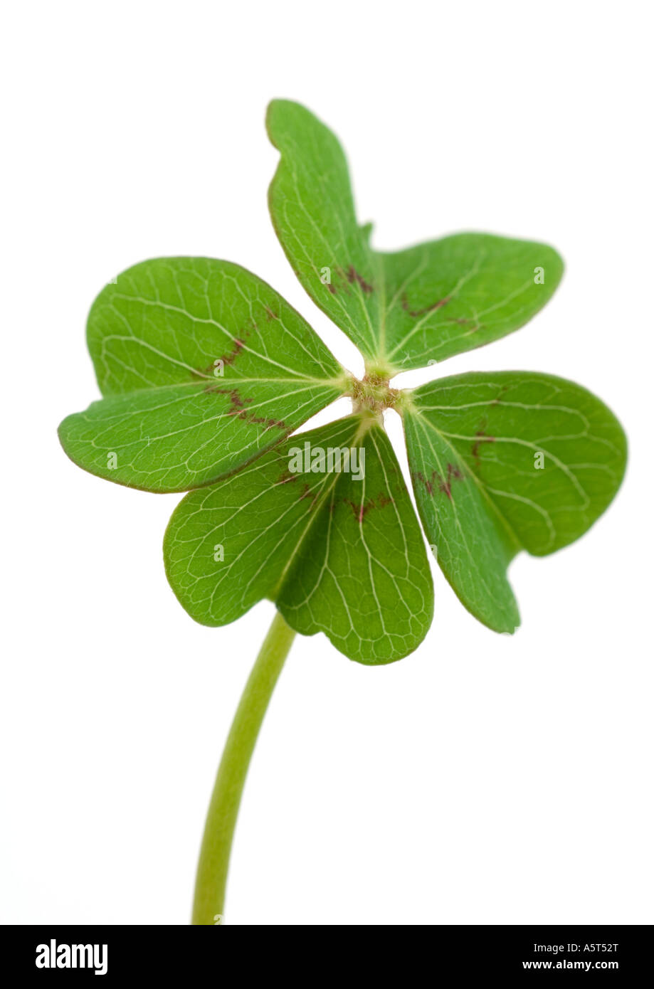 Shamrock cut out hires stock photography and images Alamy