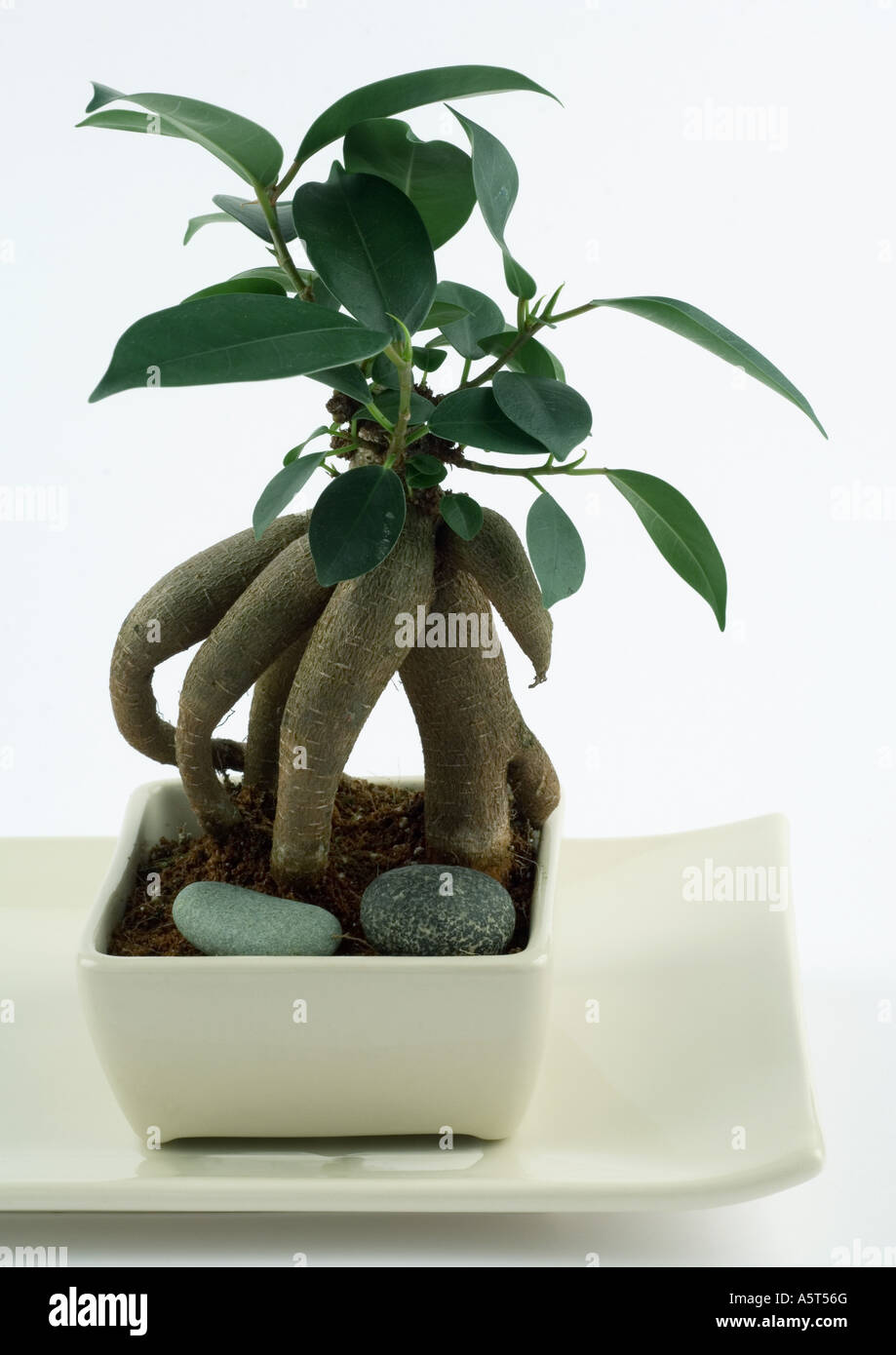 Ginseng ficus Stock Photo Alamy