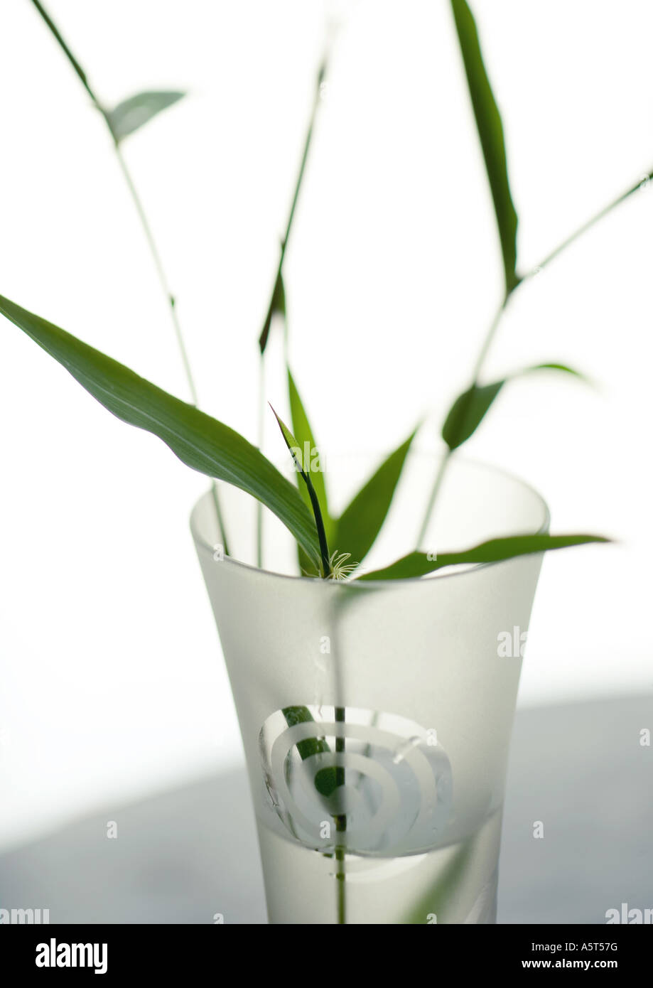 Stems of bamboo in clear vase Stock Photo Alamy