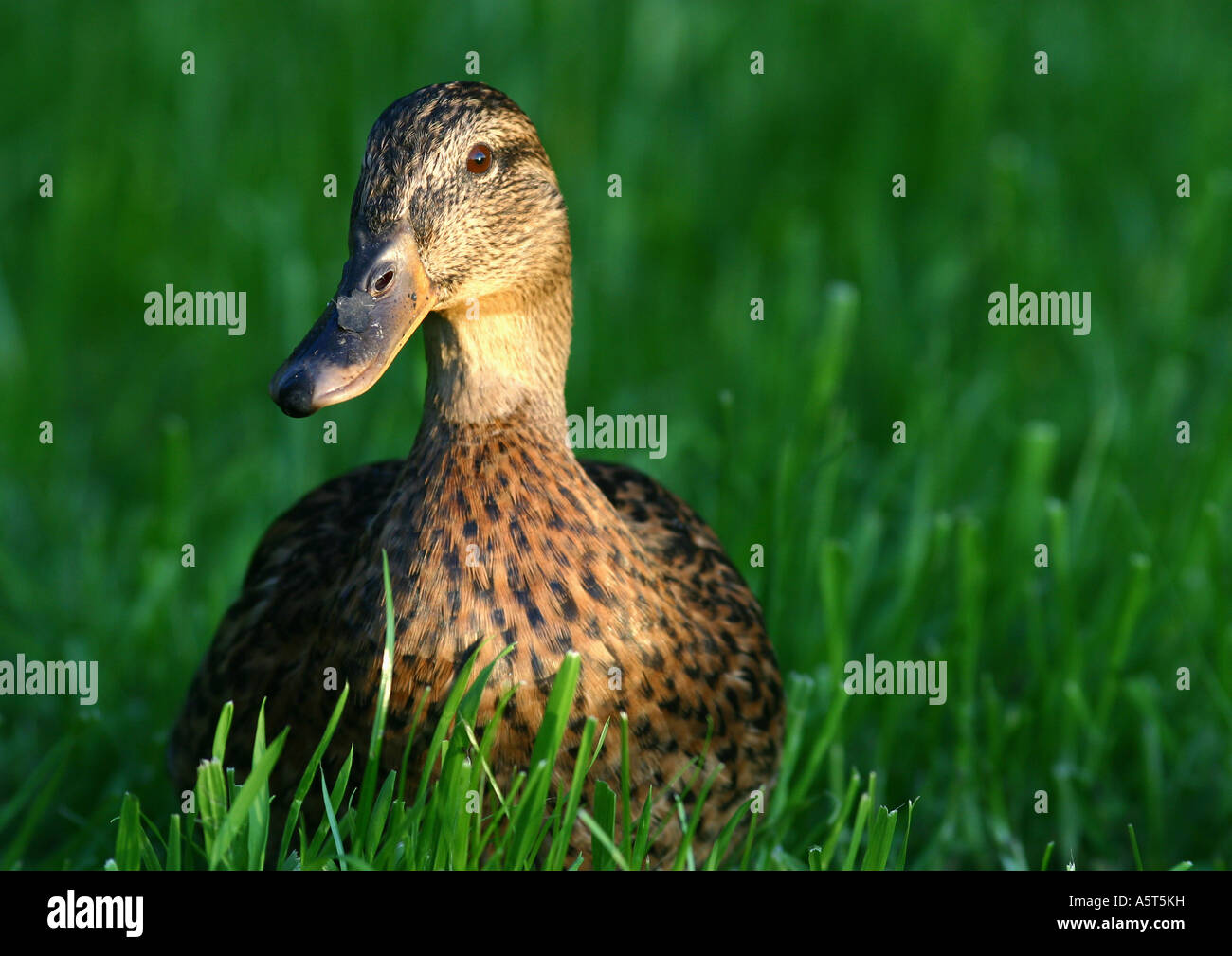 Mallard duck Stock Photo