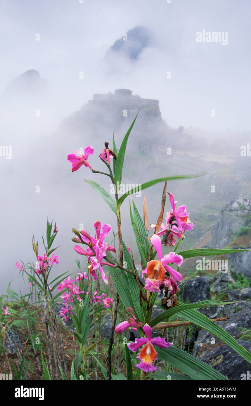 Wild orchids and Machu Picchu Peru Stock Photo