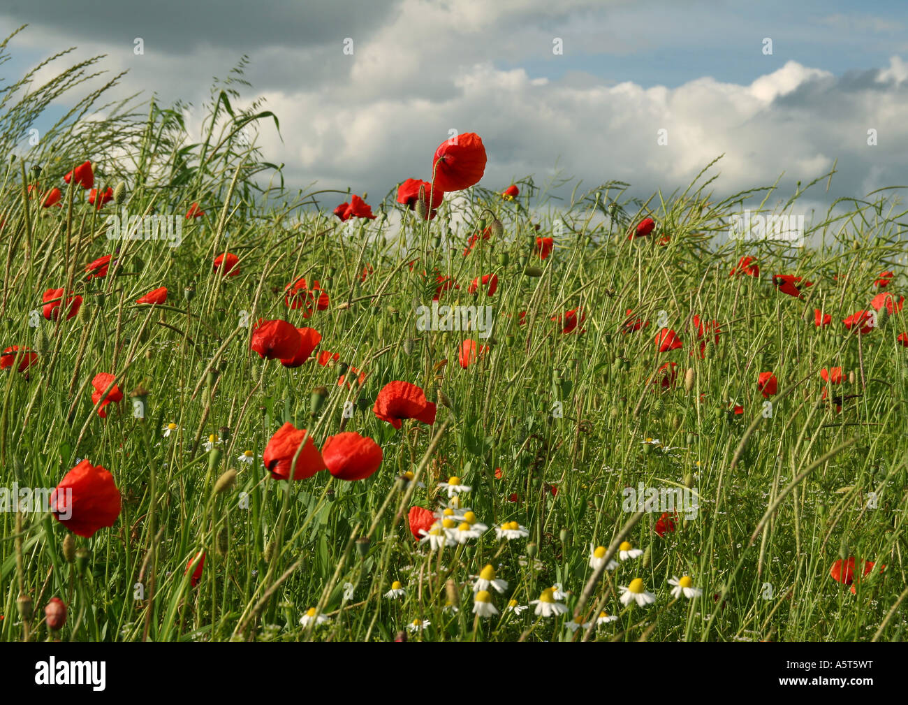 Poppies growing in field Stock Photo Alamy