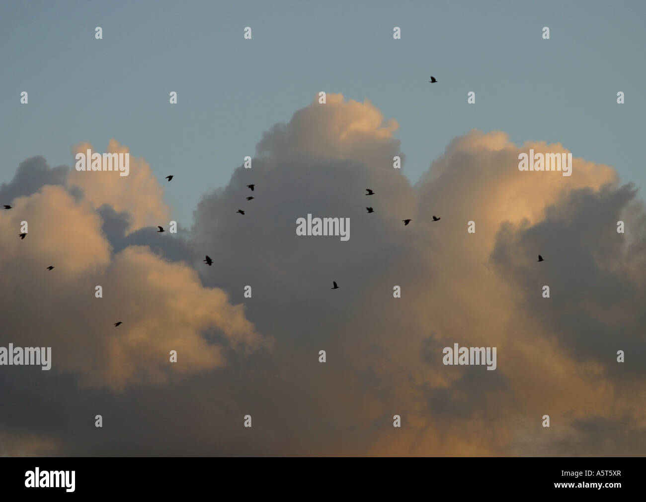 Birds Flying In Sky Hi res Stock Photography And Images Alamy