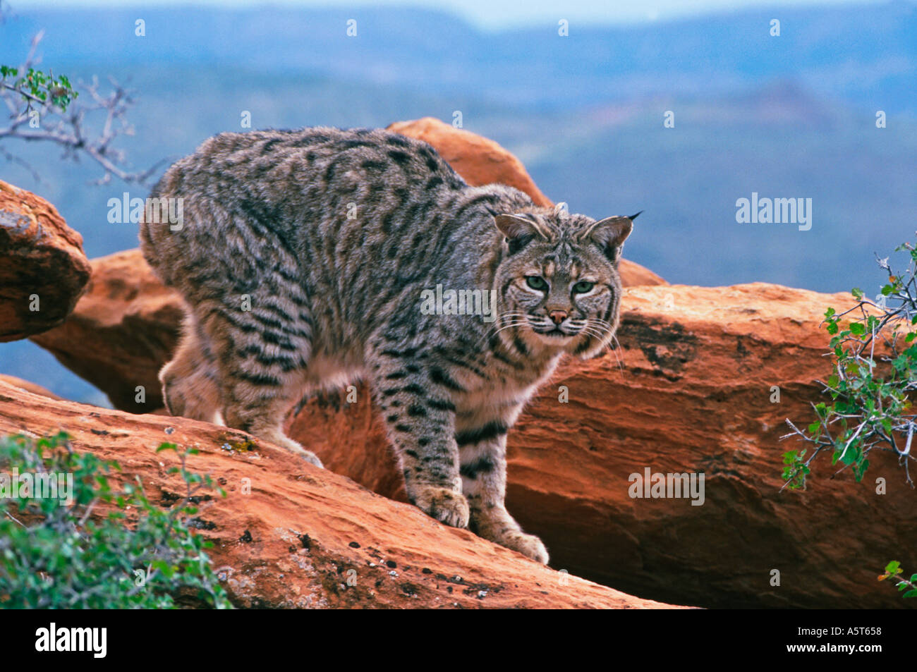 Lynus Rufus Bobcat lynx rufus standing hi-res stock photography and images - Alamy