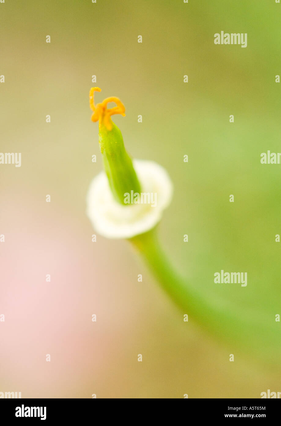 Stem flower opening hi-res stock photography and images - Alamy
