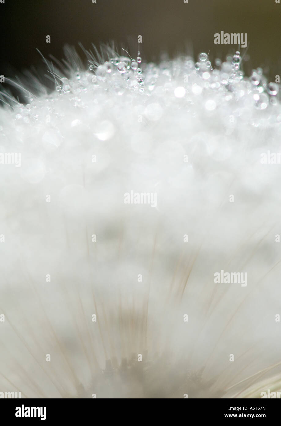 Wispy dandelion seeds hi-res stock photography and images - Alamy