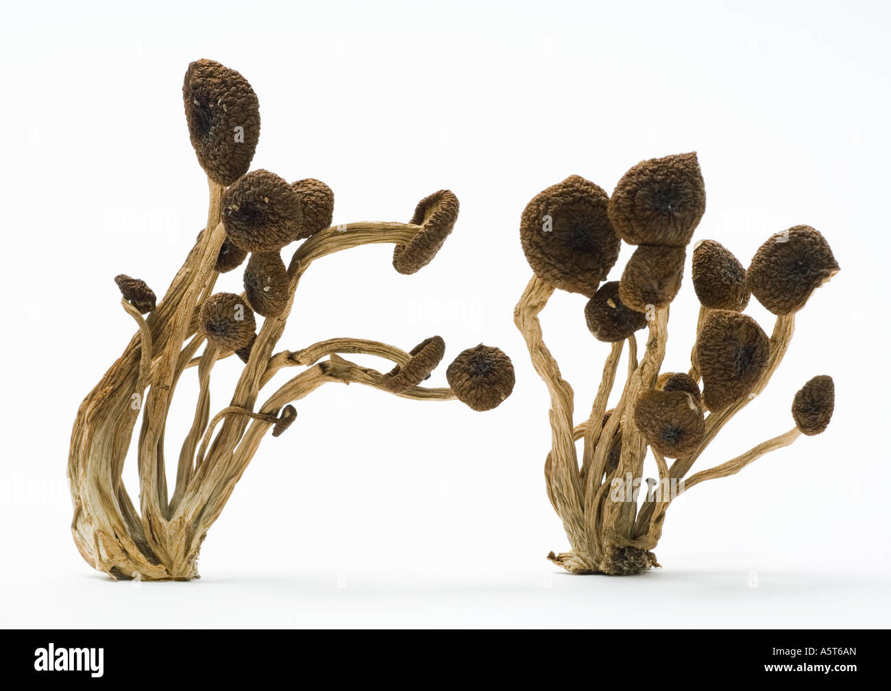 Chinese shimeji mushroom cut out Cut Out Stock Images & Pictures Alamy