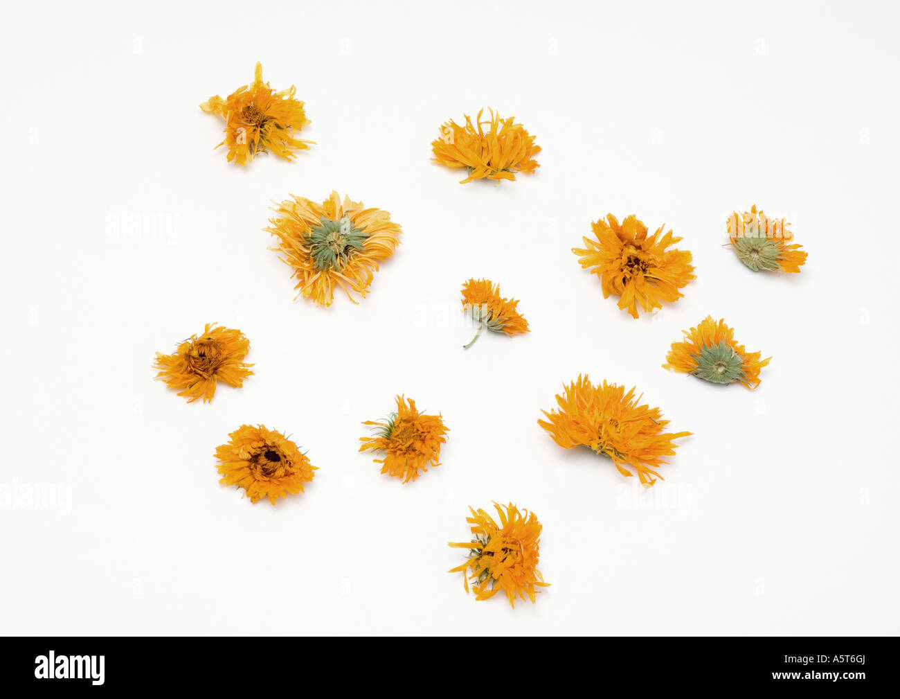 Marigold flower heads Stock Photo