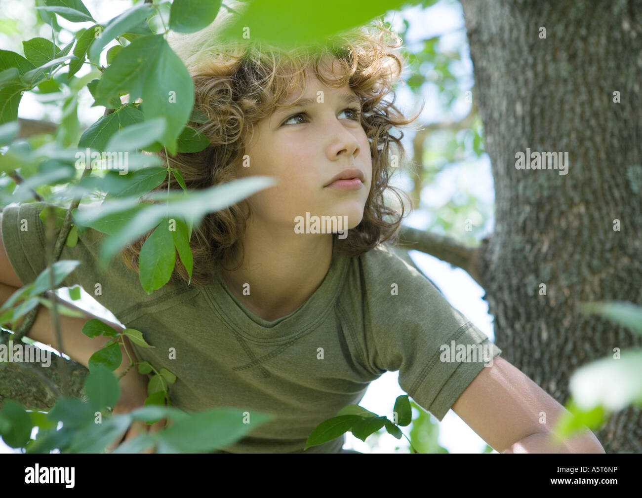 Boy in tree Stock Photo - Alamy