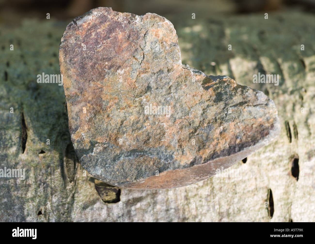 Stone on bark Stock Photo Alamy
