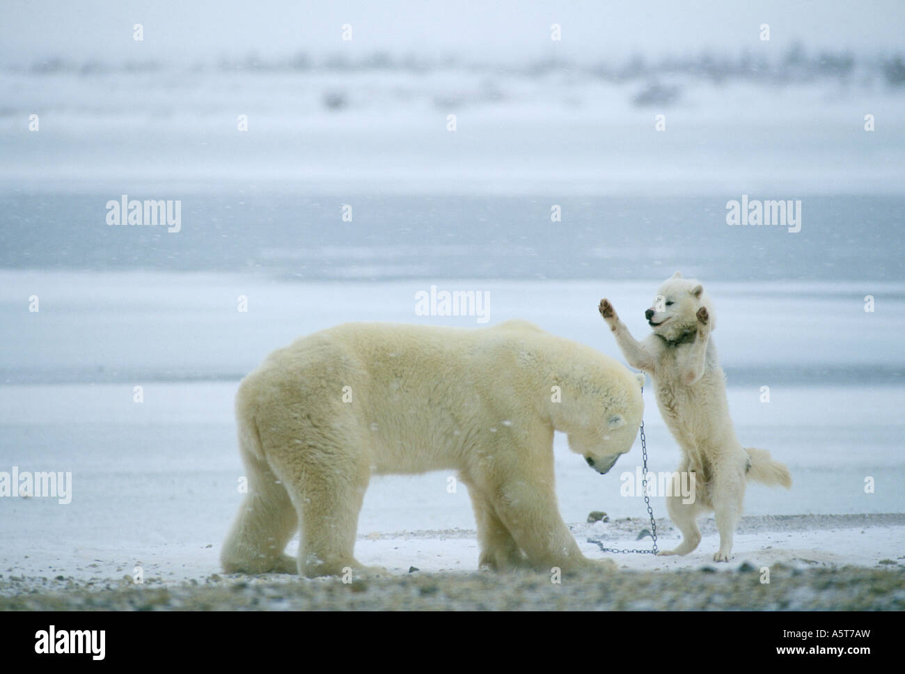 Polar bear playing with sled dog Cape Churchill Manitoba Canada Stock Photo