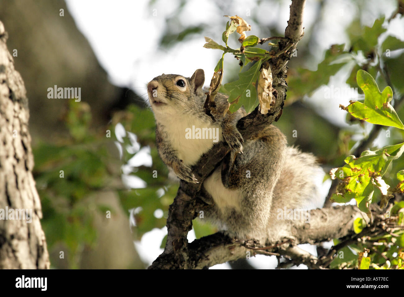 A squirell just hanging around in a city park in Port Huron Michigan Stock Photo