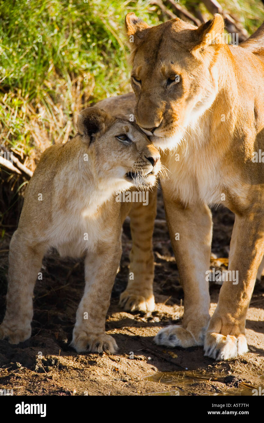 Wild african lion lioness mother and cub in Masai Mara National Nature Reserve Kenya East Africa Stock Photo