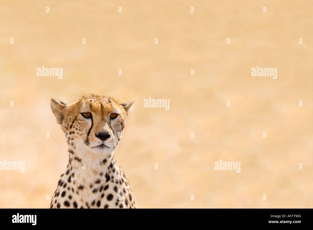 Cheetah head in sun sunshine outdoors in wild Masai Mara National Nature Reserve Kenya East Africa Stock Photo
