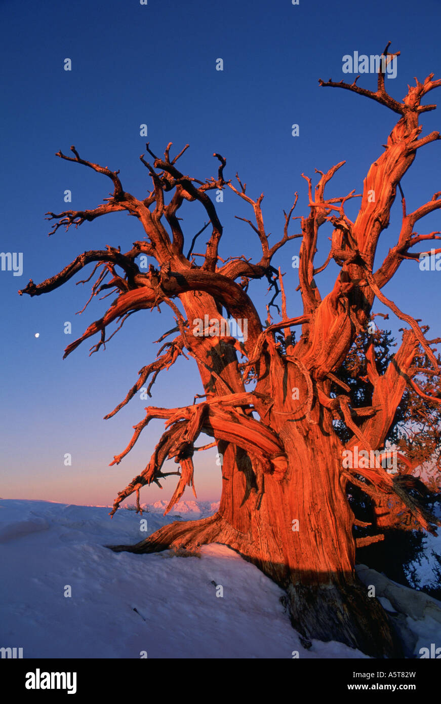 Bristlecone pine white mountains sunrise hi-res stock photography and ...