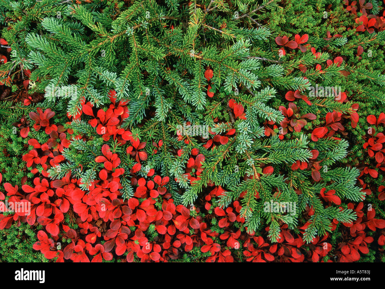 Bearberry and spruce limbs Headwaters Thelon River The Barrens Northwest Territories Canada Stock Photo