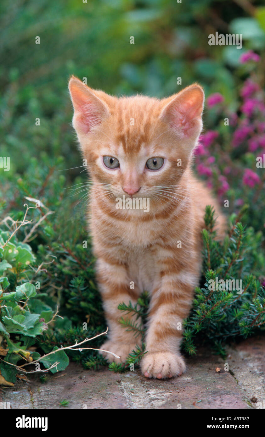 cute kittens with flowers