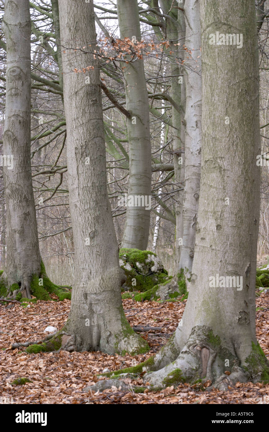 Tree trunks moss forest grassington hi-res stock photography and images ...