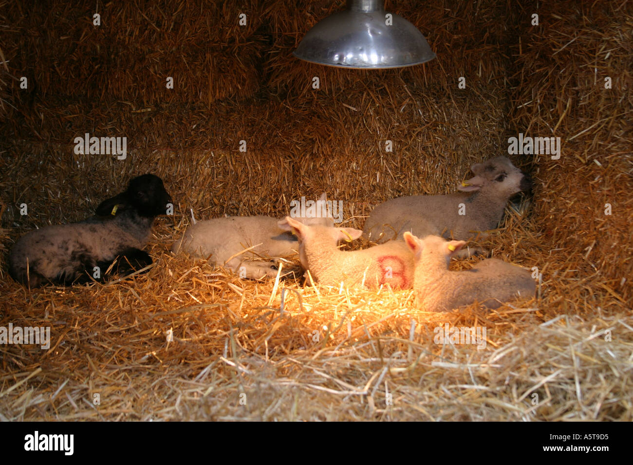 Orphan lambs about one week old in a pen built of straw bales and under