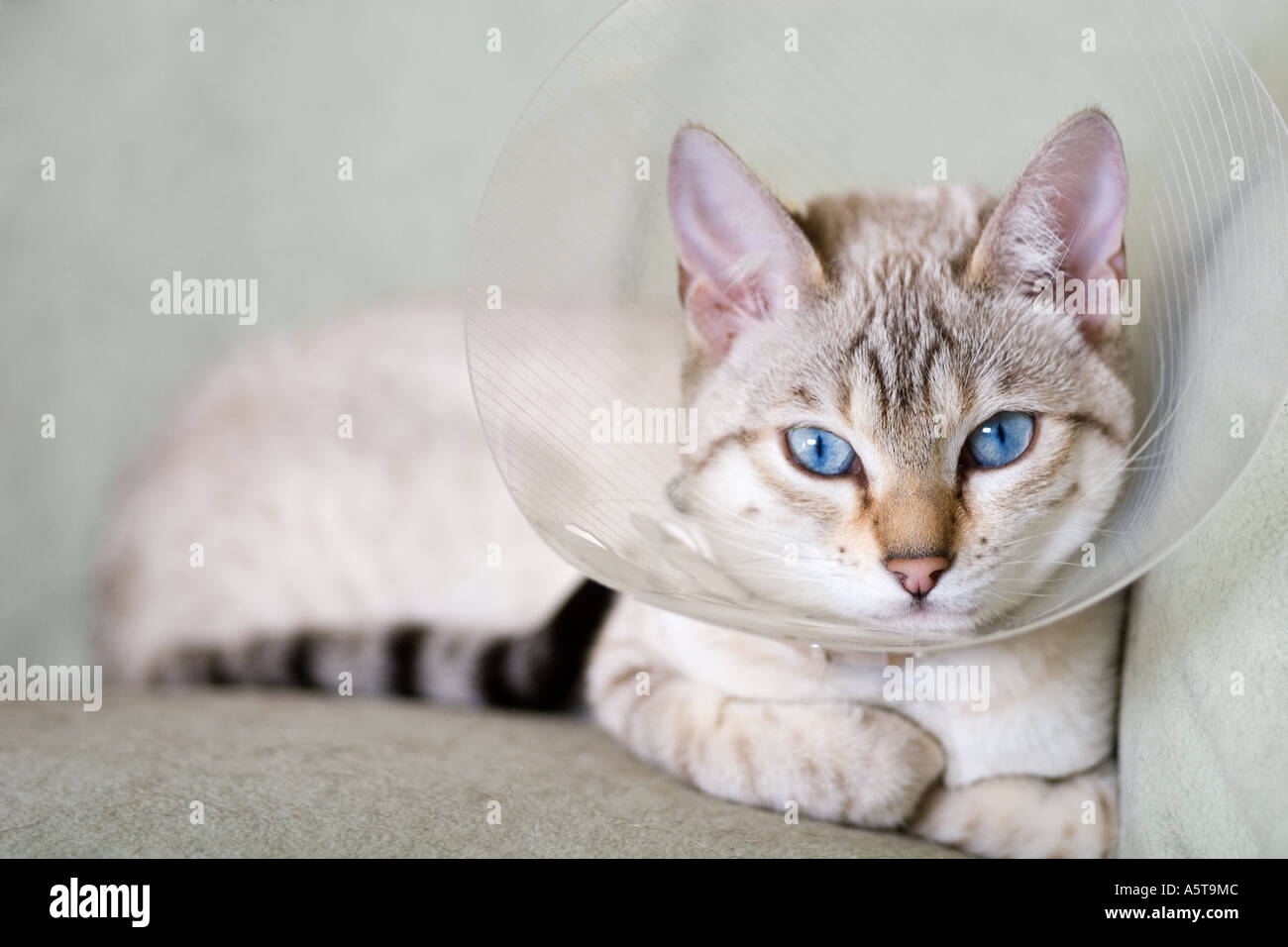 young cat wearing buster collar after surgery Stock Photo Alamy