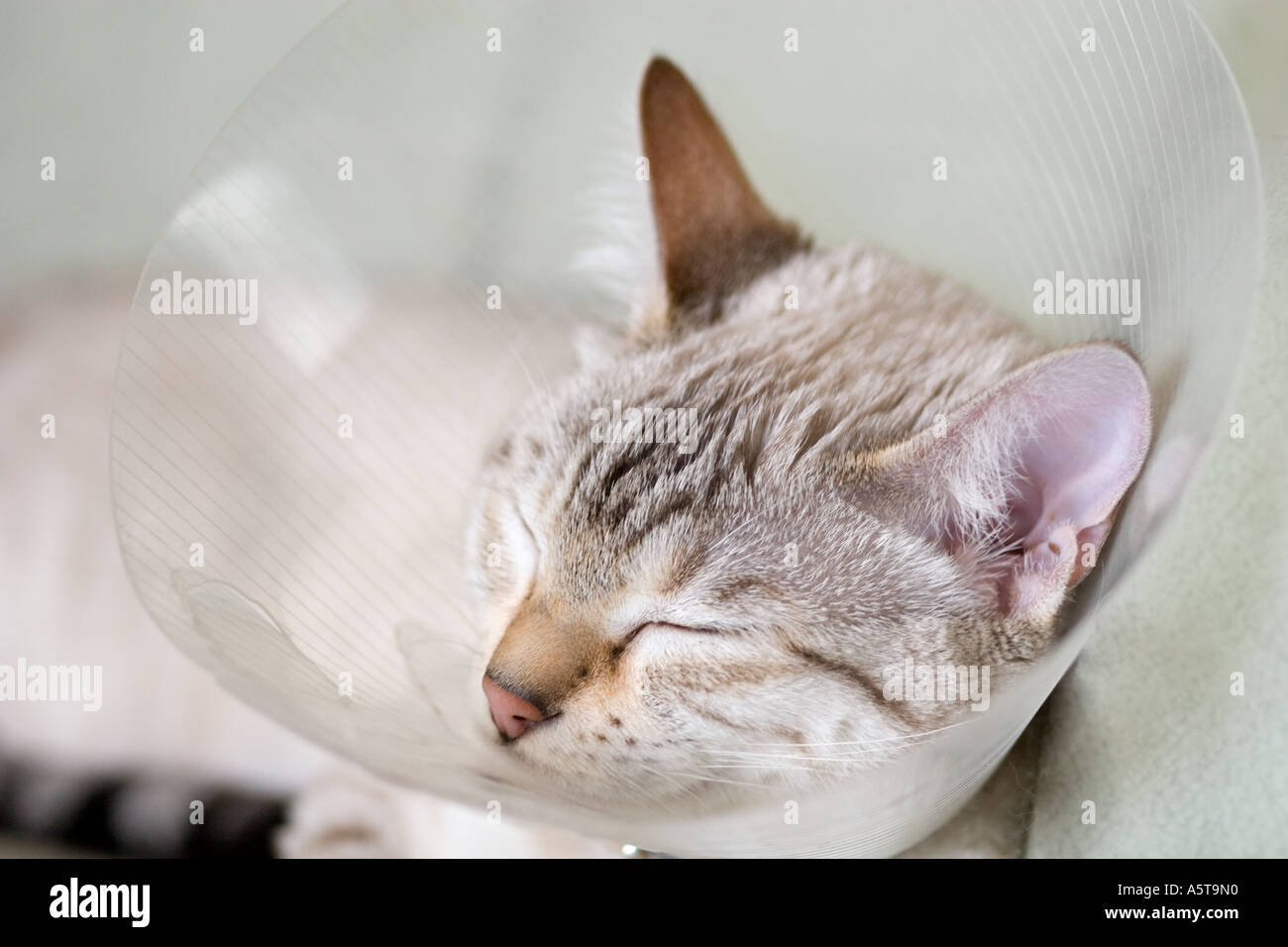 young cat wearing buster collar after surgery Stock Photo Alamy