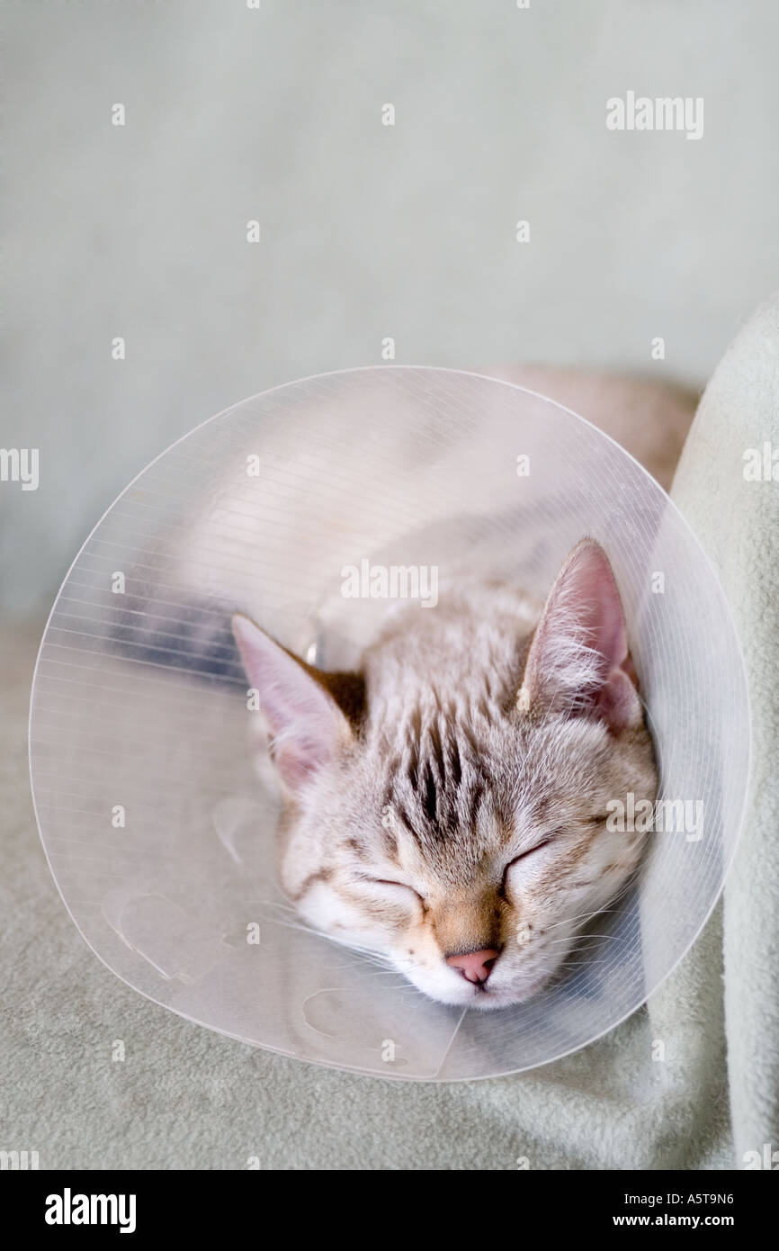young cat wearing buster collar after surgery Stock Photo Alamy