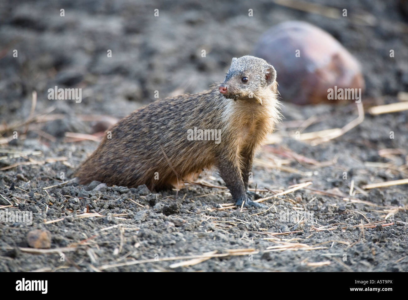 Gambian mongoose beside waterhole Kalakpa Ghana Stock Photo - Alamy