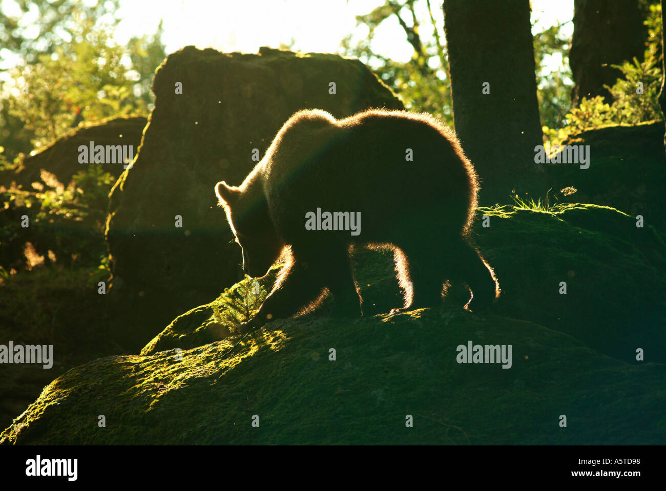 Brown bear Ursus arctos walking over rocks Stock Photo - Alamy