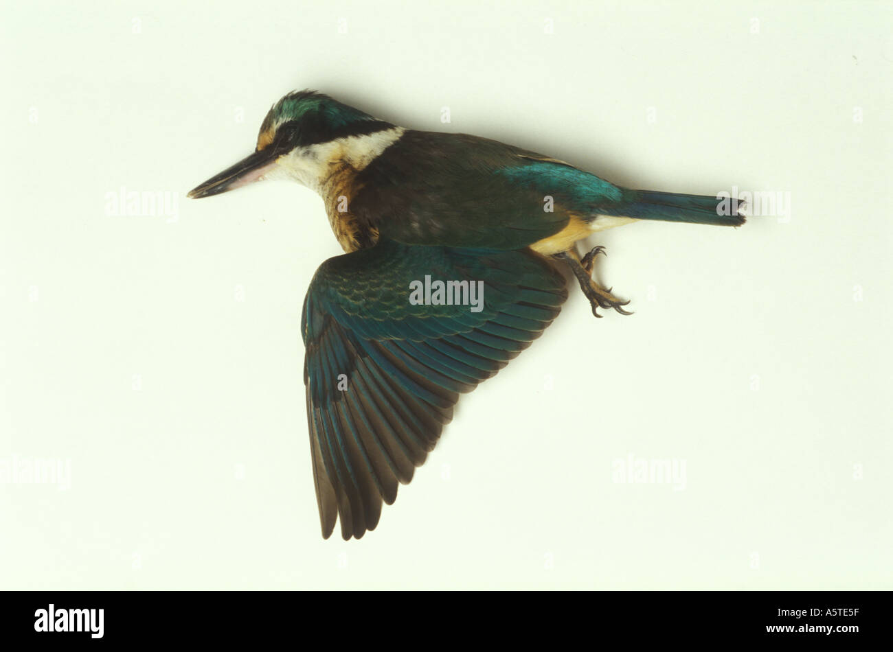 Dead Kingfisher with broken neck after flying into window Stock Photo ...