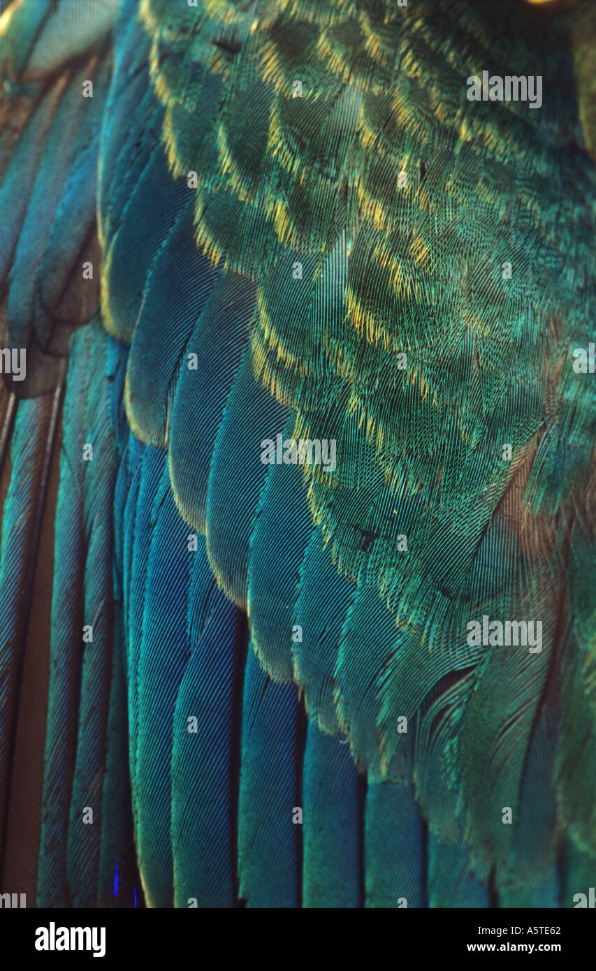 Section of wing hi-res stock photography and images - Alamy