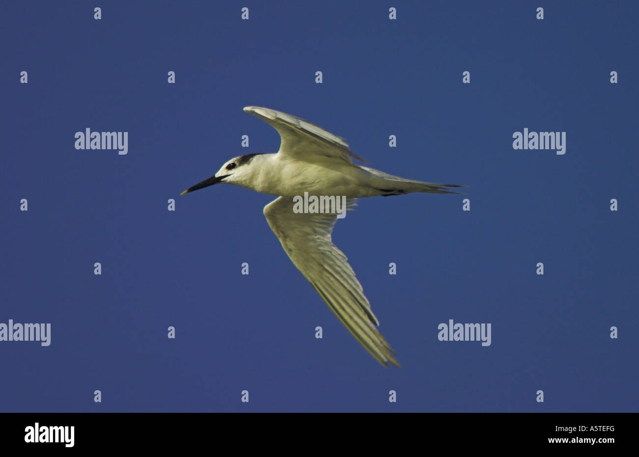 Sandwich Tern in Flight, Sterna Sandvicensis Stock Photo Alamy