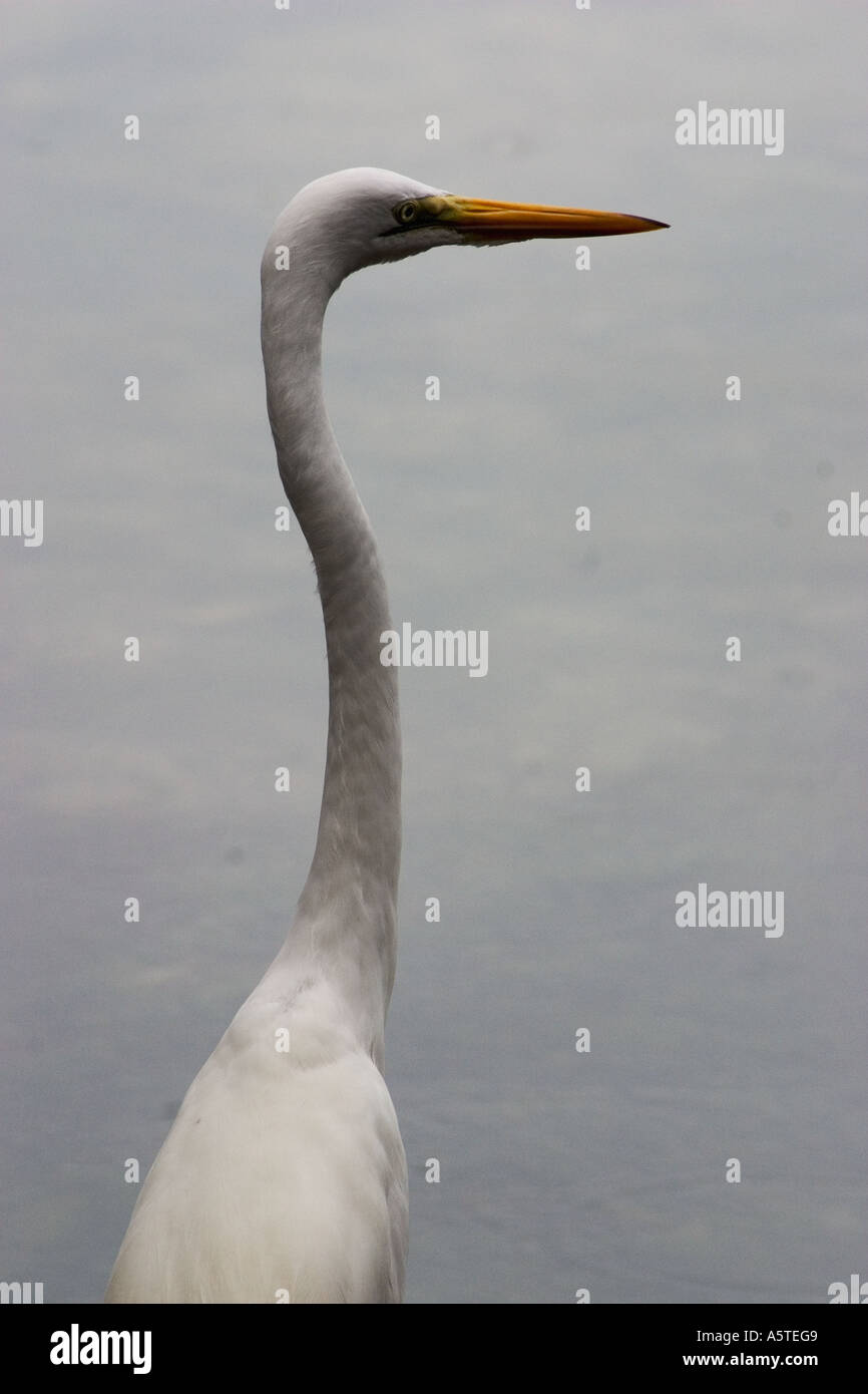 Long necked birds hires stock photography and images Alamy