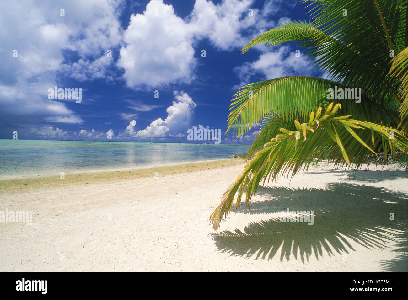 Palm fronds over white sandy shores of Aitutaki Island in Cook Islands South Pacific Stock Photo