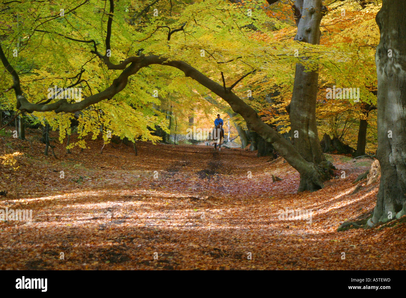 Rider leaves hi-res stock photography and images - Alamy