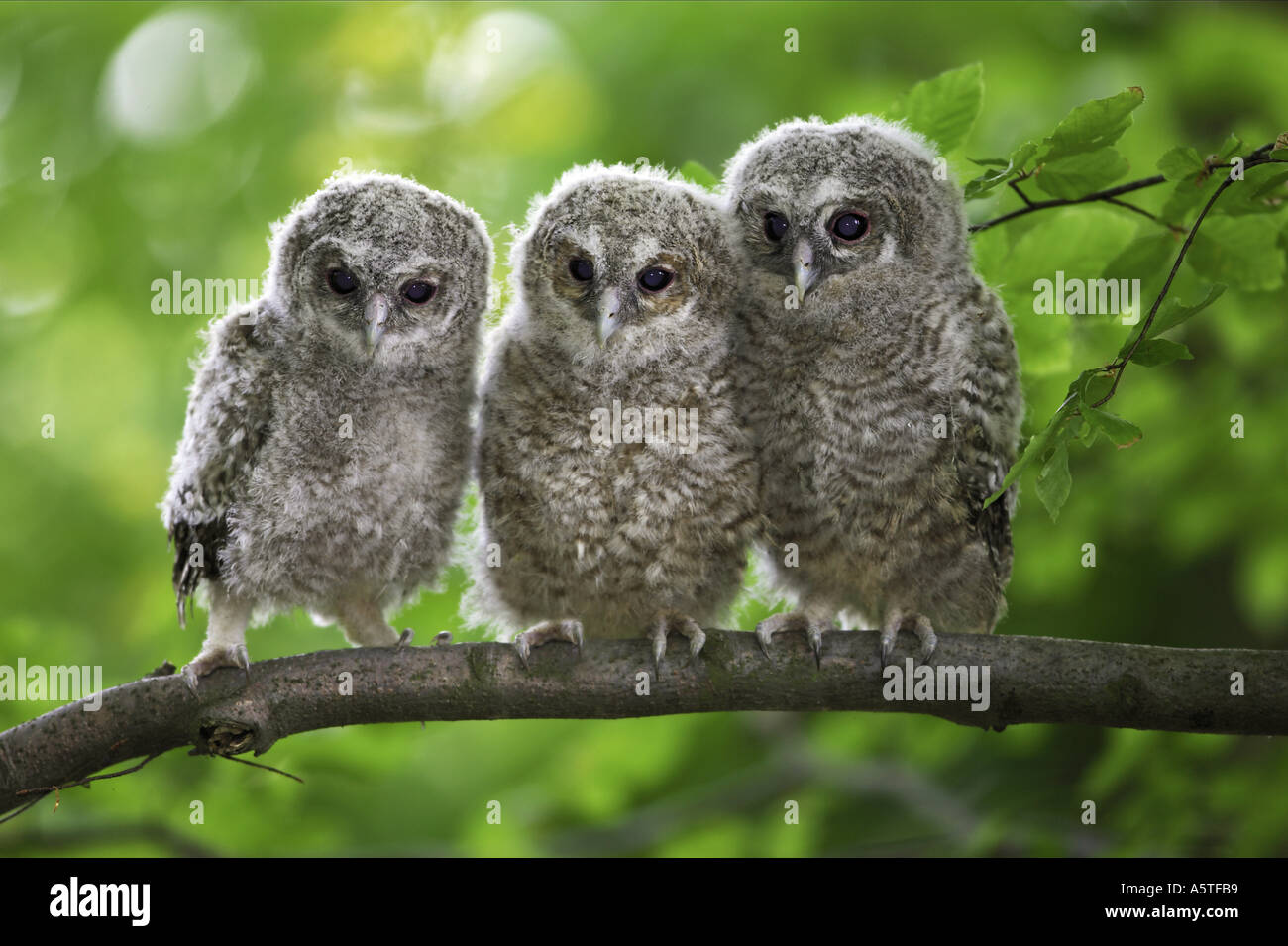three young tawny owls on branch / Strix aluco Stock Photo 2117560 Alamy